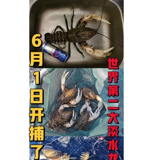 《剑侠情缘手游龙虾攻略大全》（从入门到精通，让你成为真正的剑侠！）